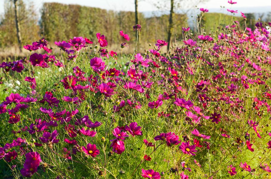 Grow beautiful annuals, such as these cosmos.