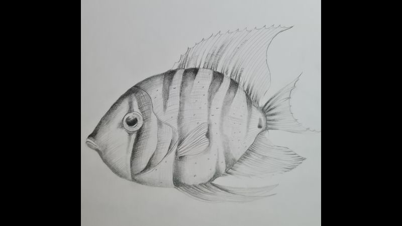 Drawing and Shading of a Fish