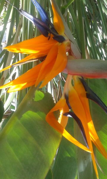 Bird of Paradise.