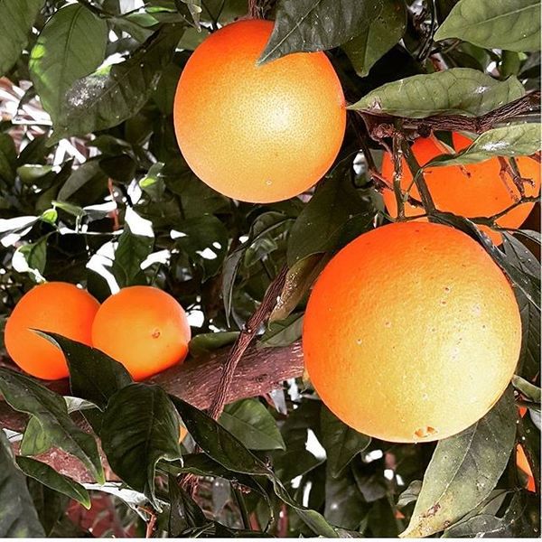 Oranges ripening.