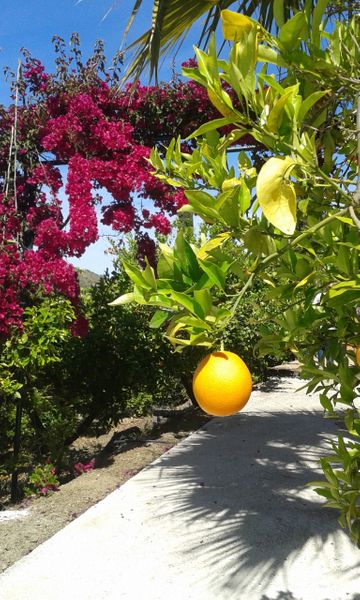 Home-grown lemons.