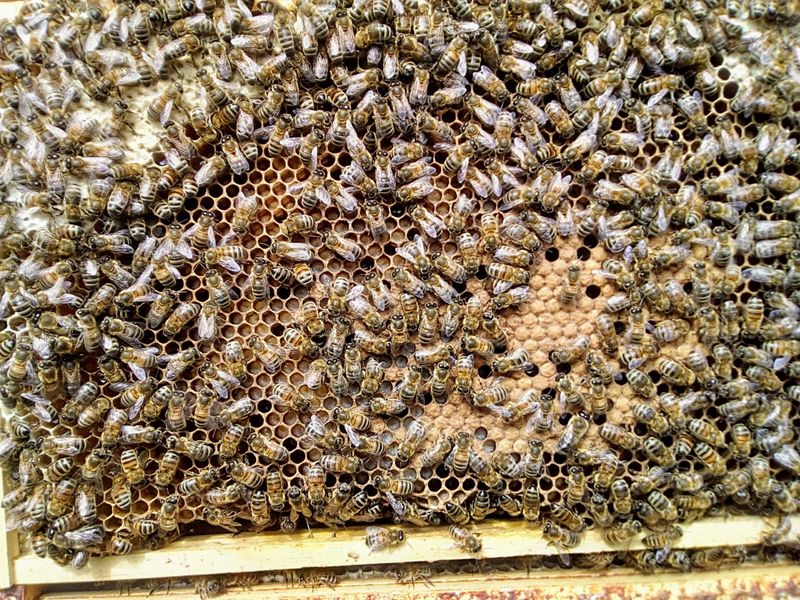 closeup of a frame of brood