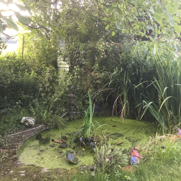 Back garden pond