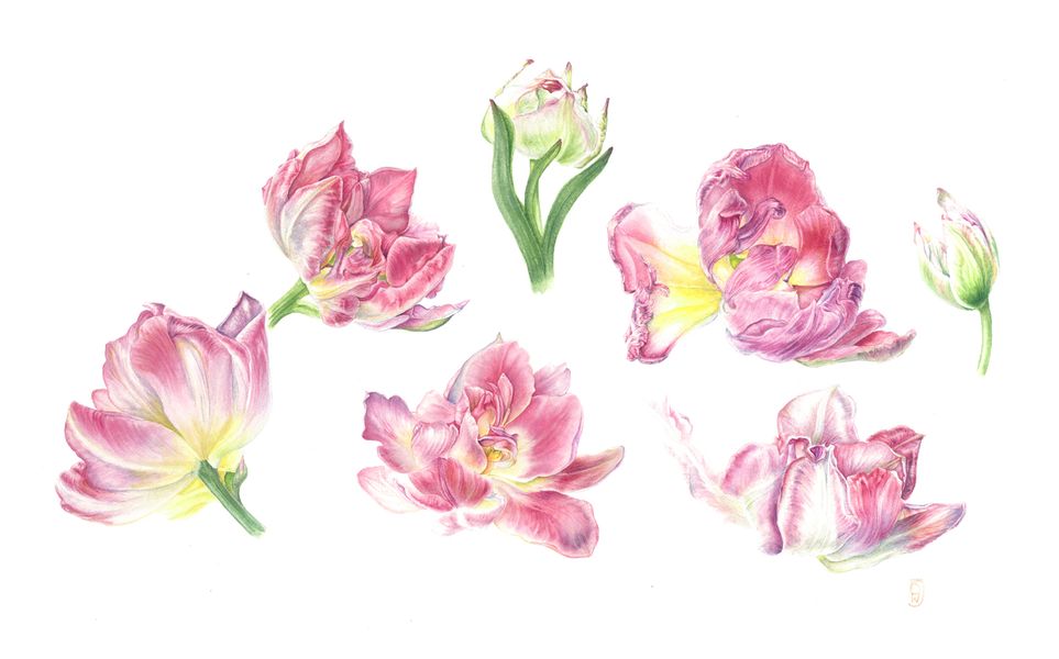 Dawn's botanical drawing of tulips