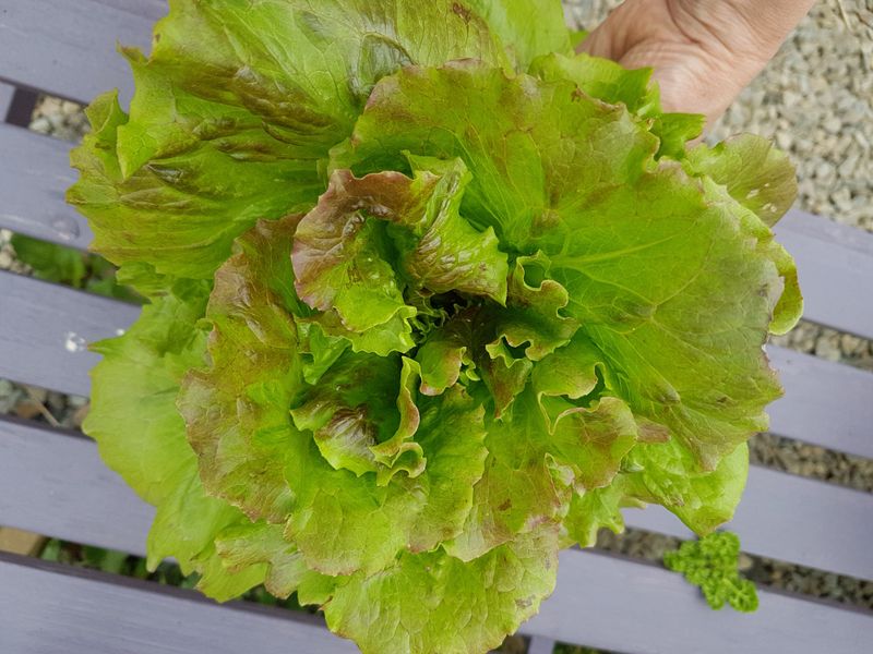 Grow lettuce all year round