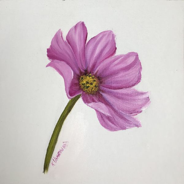 Pink Cosmos