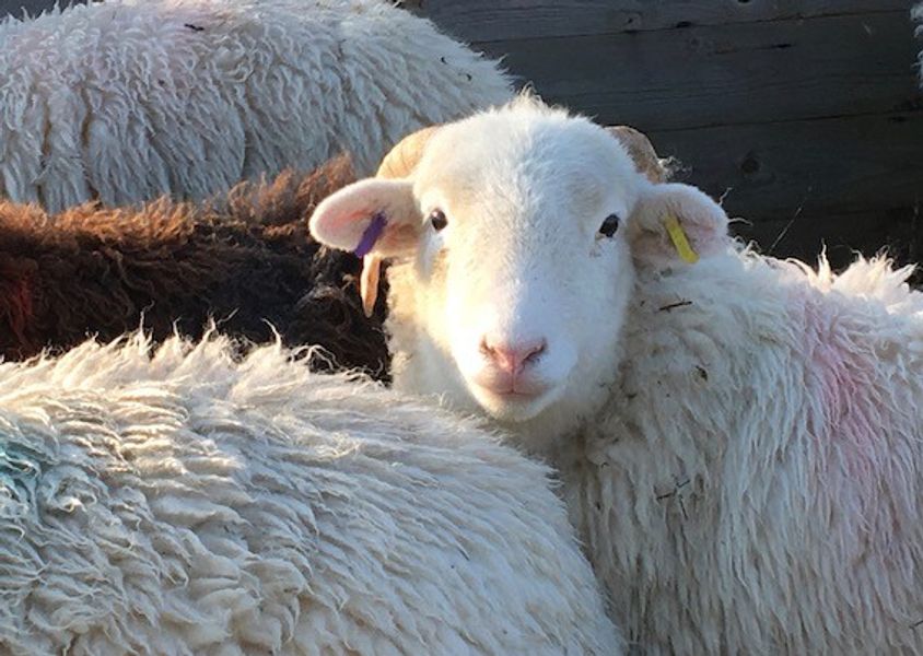 Our rare breed White Faced Woodland sheep, Kentmere valley, the Lake District