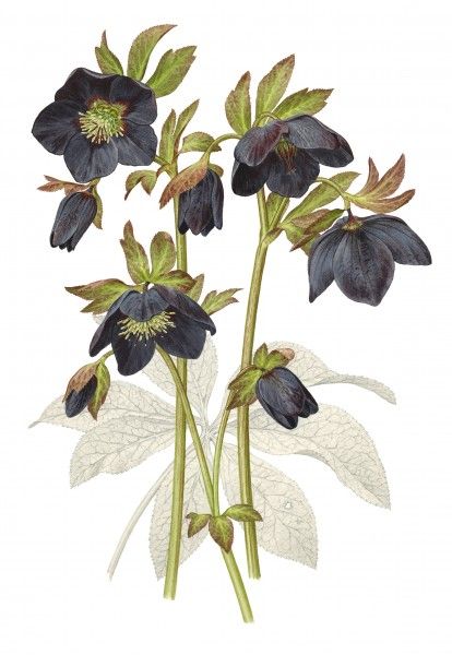 Black Hellebore