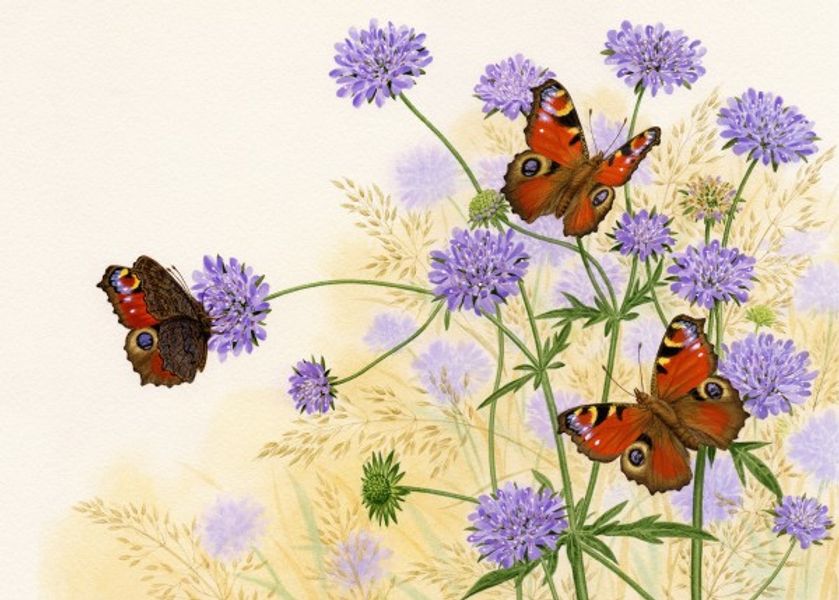 Peacock Butterflies and Scabious