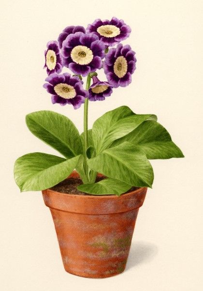 Auricula Ice Maiden