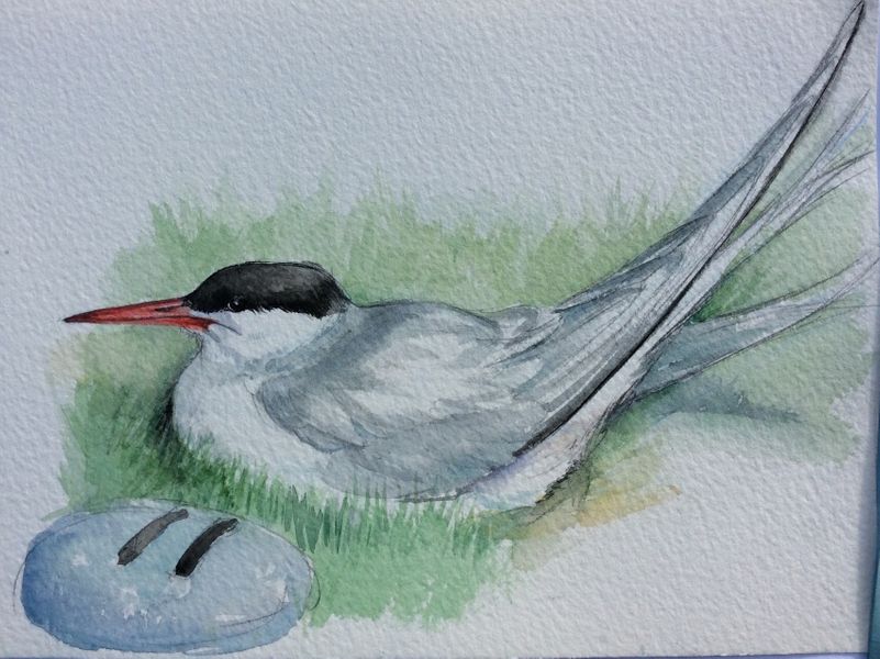 Farne Island Artic Tern