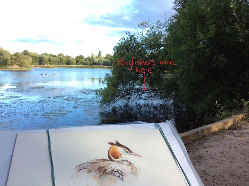 Kingfisher turns up while sketching Grebe family