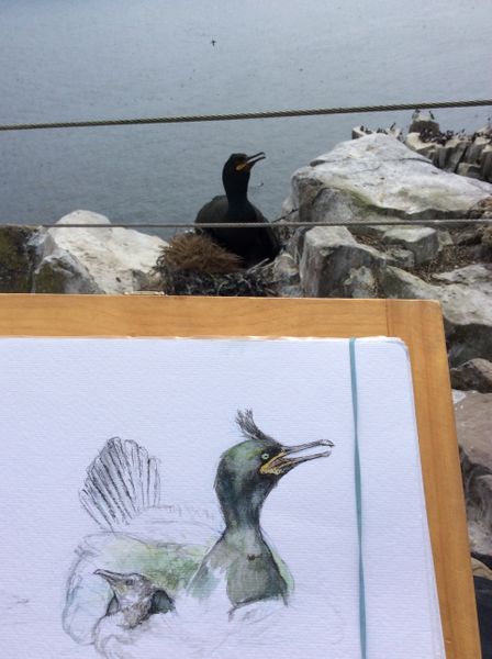 Farne Island Shags