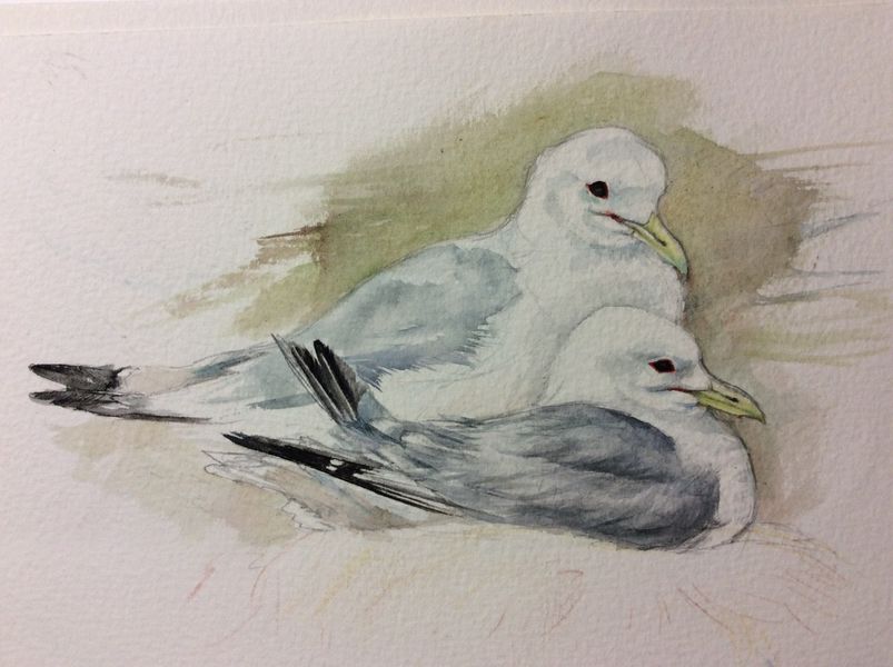 Kittiwakes Married Couple