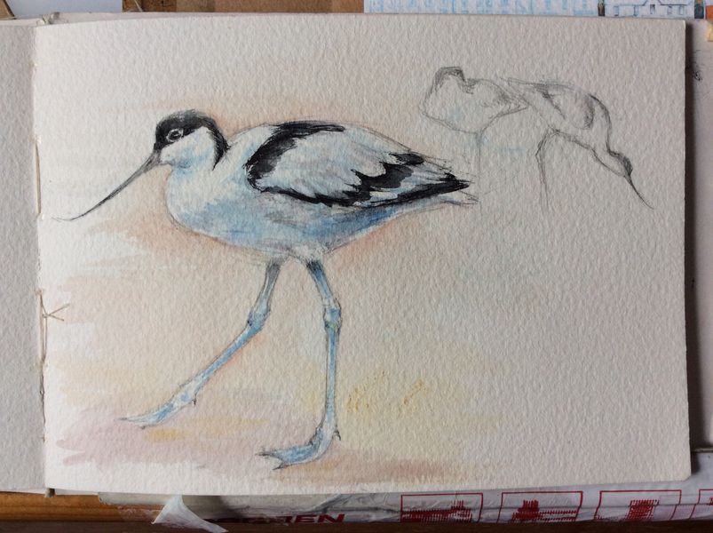 Avocet at Martin Mere