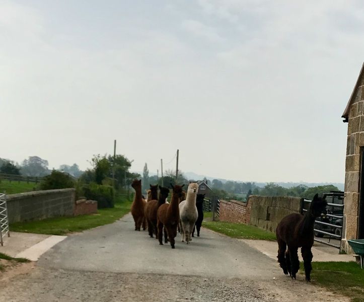 Meet the alpacas