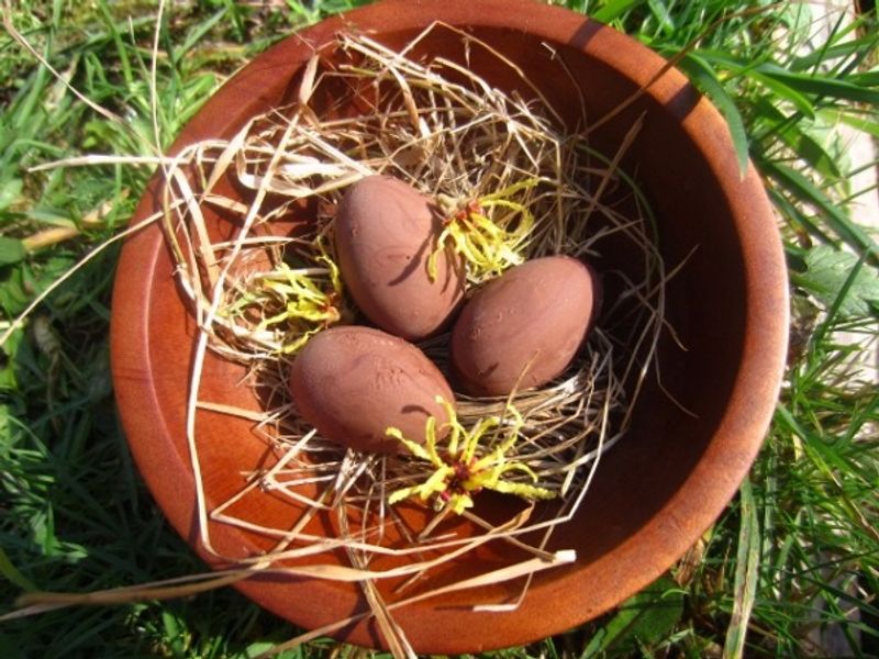 Chocolate Egg Creations