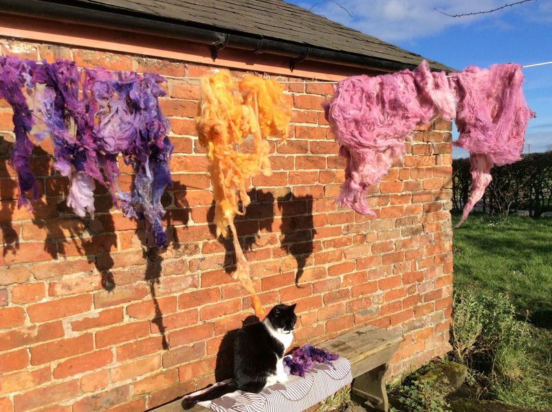 Rainbow dyed fleece drying in the sunshine, ready to spin, with Benson