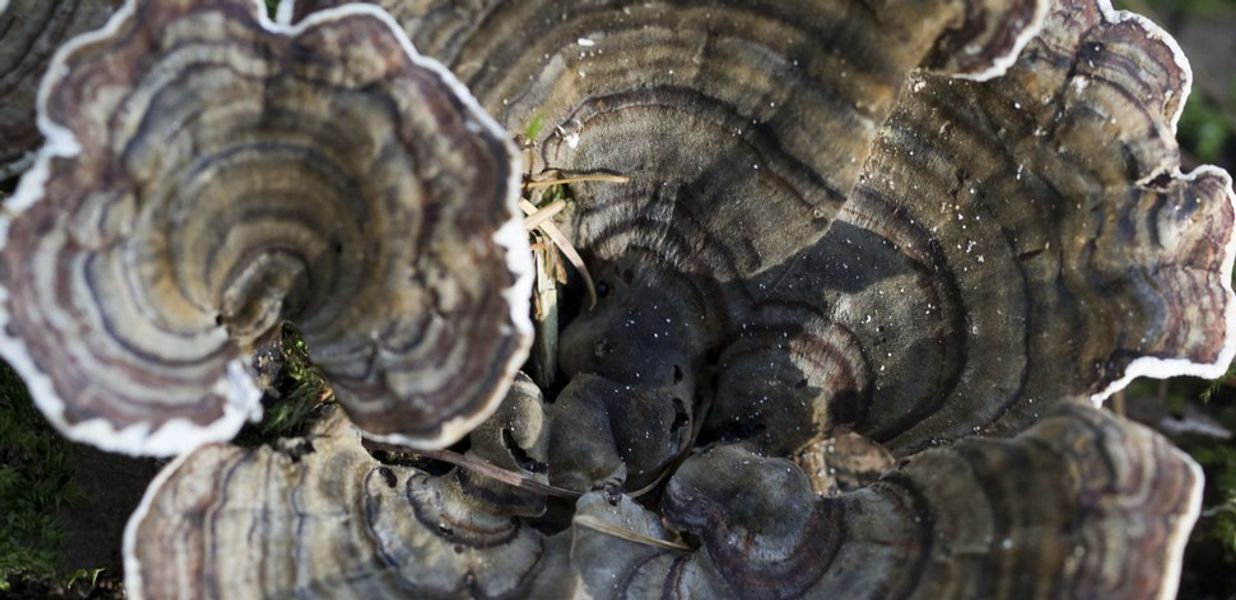 Turkey Trail Fungus-photo by Chris Lawrence