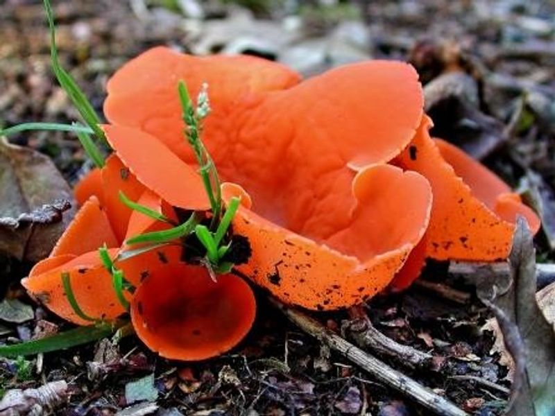 Orange Peel Fungus - photo by Les Binns