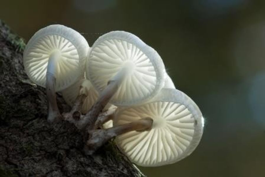 Porcelain Fungus - photo by Guy Edwardes