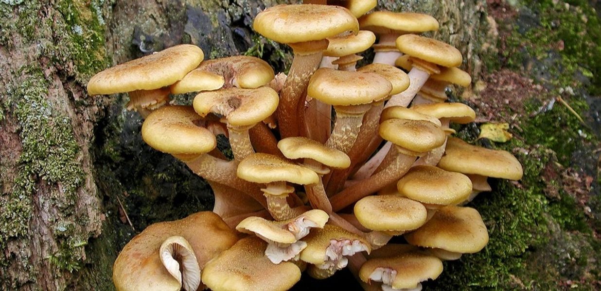 Honey Fungus - photo by Les Binns