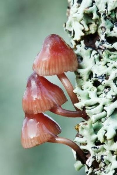 Mycena Fungi - photo by Guy Edwardes