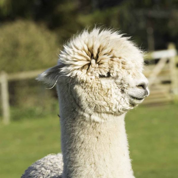 The lovely Khal from the Burnt Fen Alpacas herd