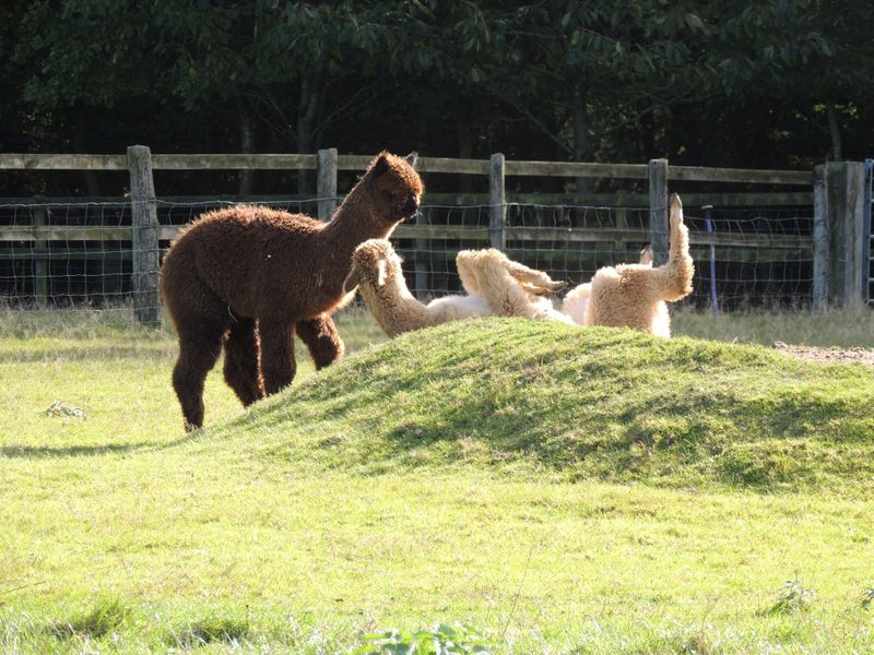 Alpaca fun!