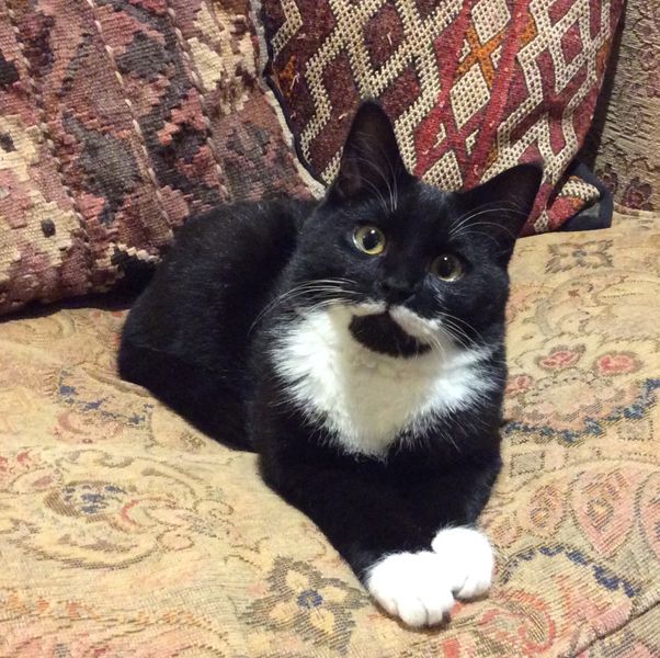Bert - Studio Cat, is sure to pop in to see you.