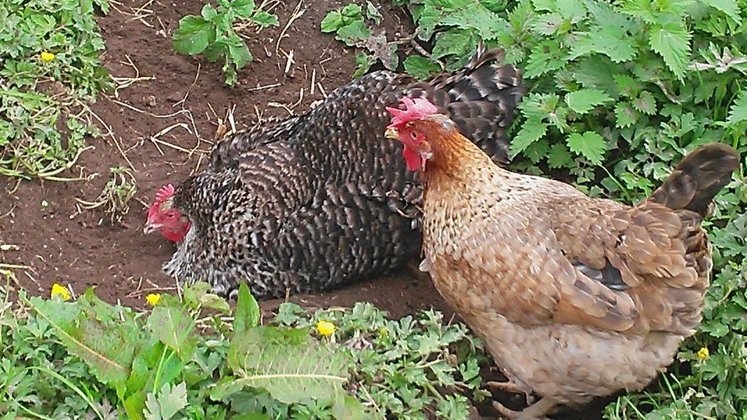 Chickens enjoying a dust bath