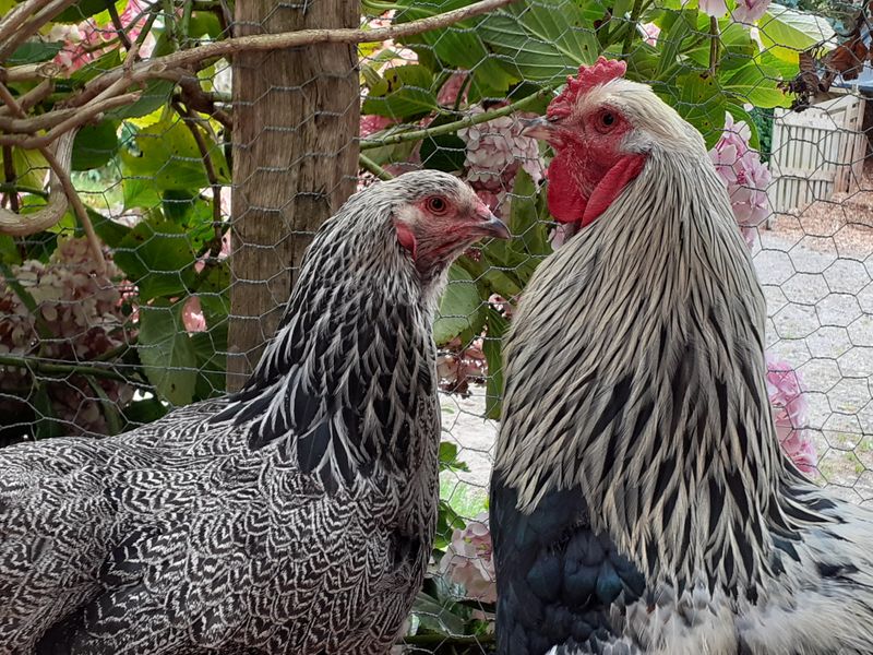 Garden hens