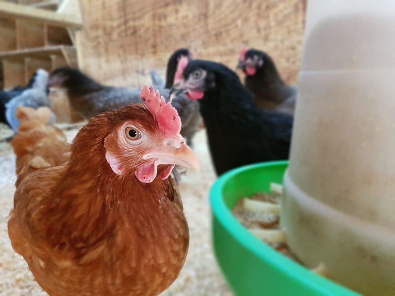 Feeding your hens