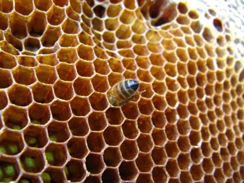 Gain new skills and learn about bee-keeping in Chaussin, France