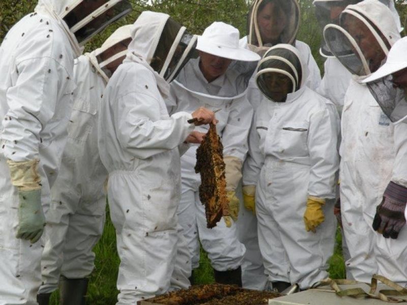 Learning how to be with bees