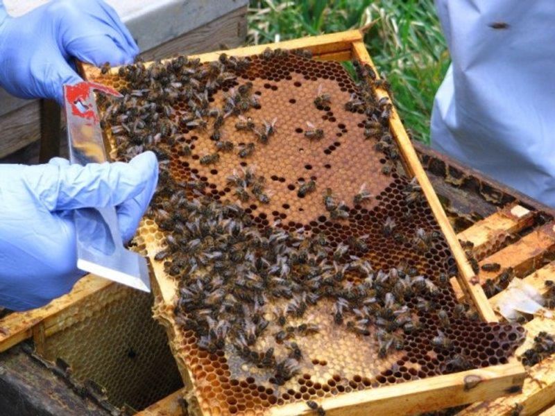Movable frame hive beekeeping in national hives