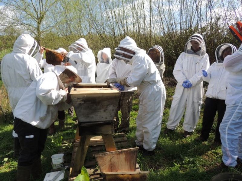 Meeting bees in a top-bar hive