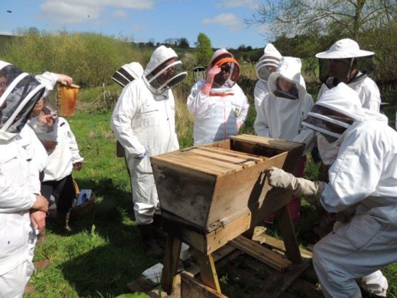 Meeting bees in a top-bar hive