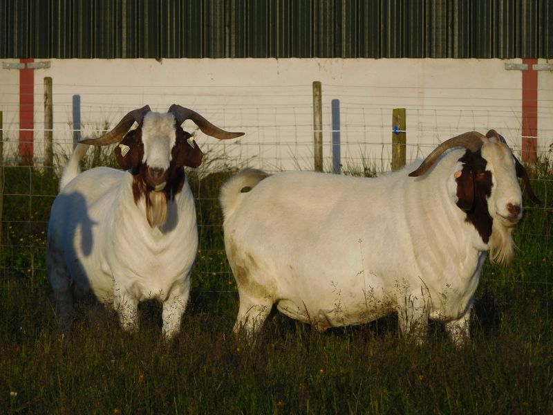 British Meat Goat Bucks