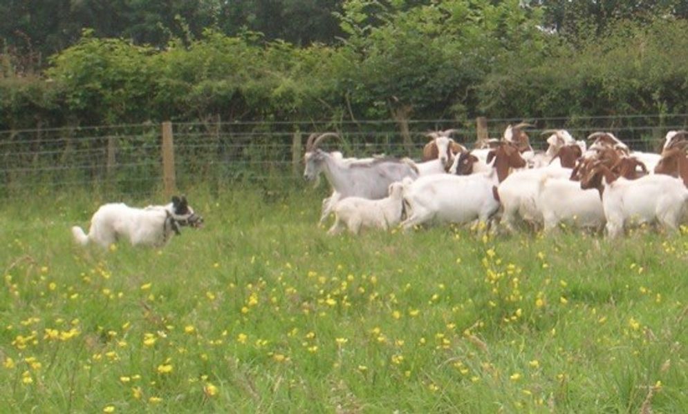 Basic goat keeping one day course in Lancashire