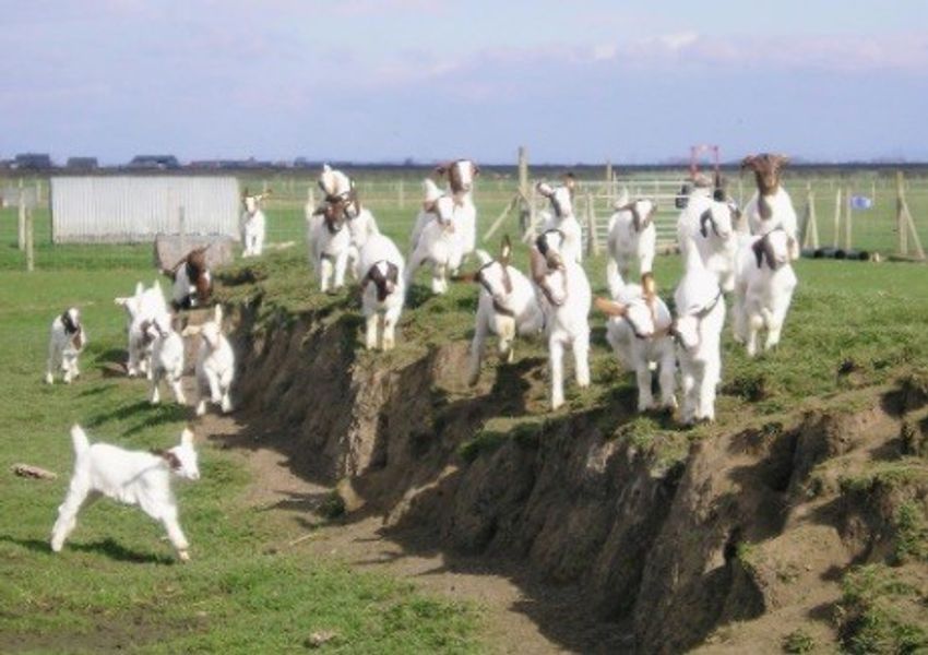 Basic goat keeping one day course in Lancashire