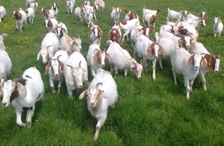 Basic goat keeping one day course in Lancashire