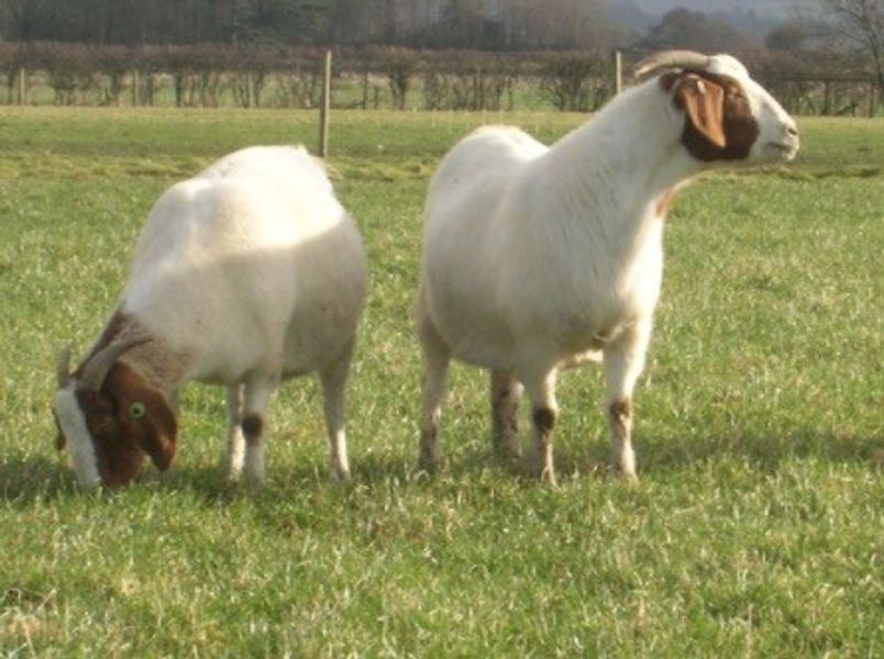 Basic goat keeping one day course in Lancashire