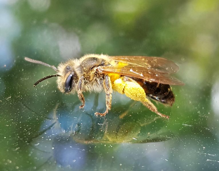 A honey bee out and about collecting pollen