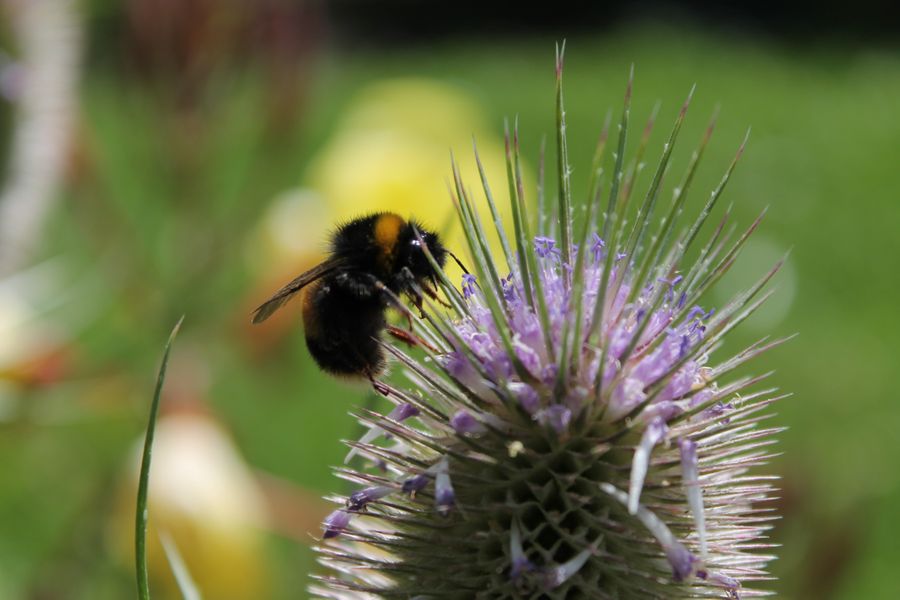 Wildflower planting for bees