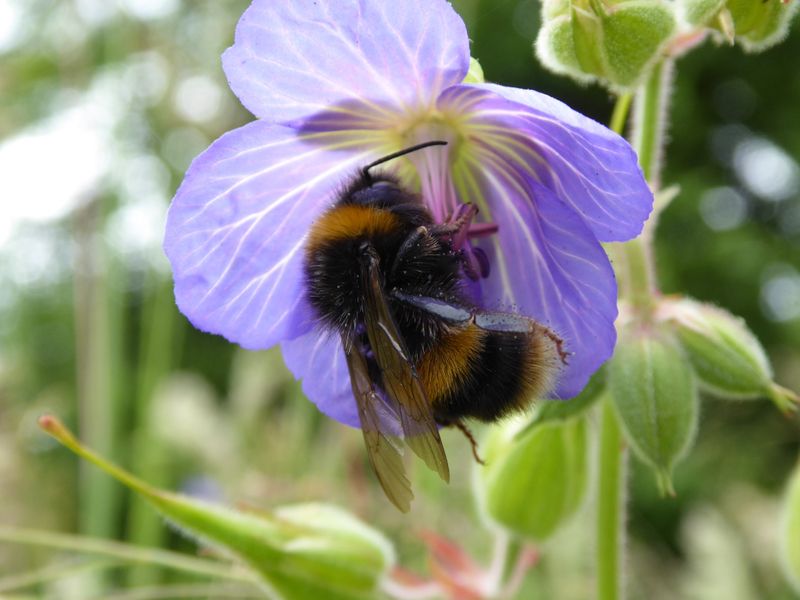 A Bumblebee out in the garden