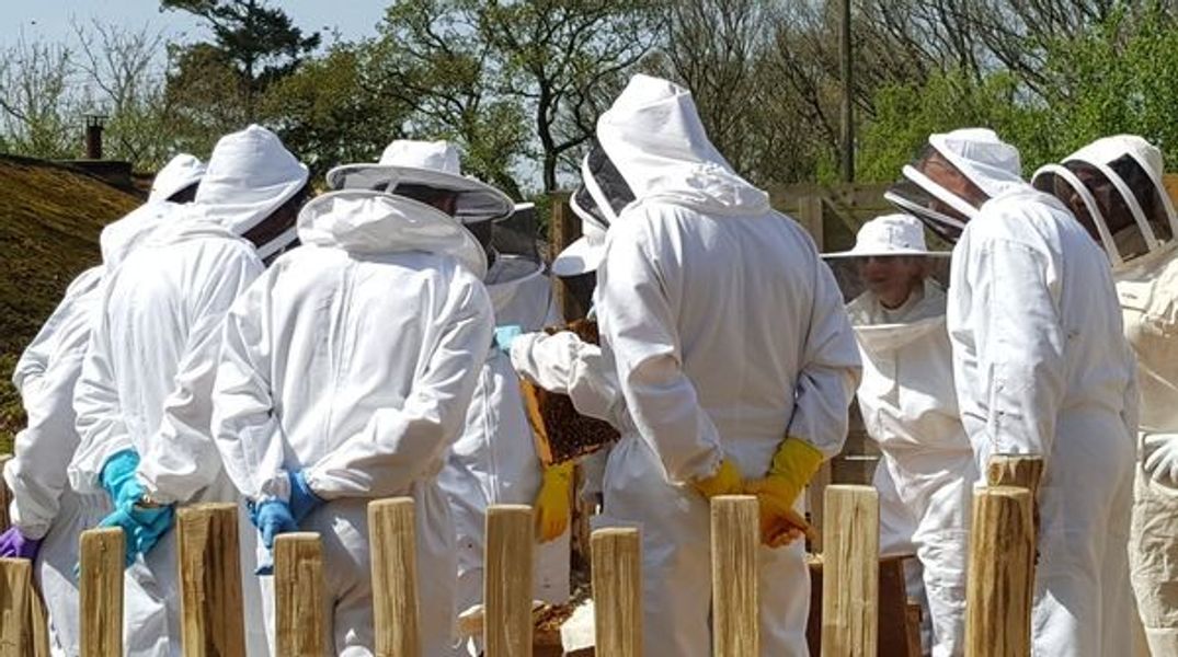 Looking inside a beehive