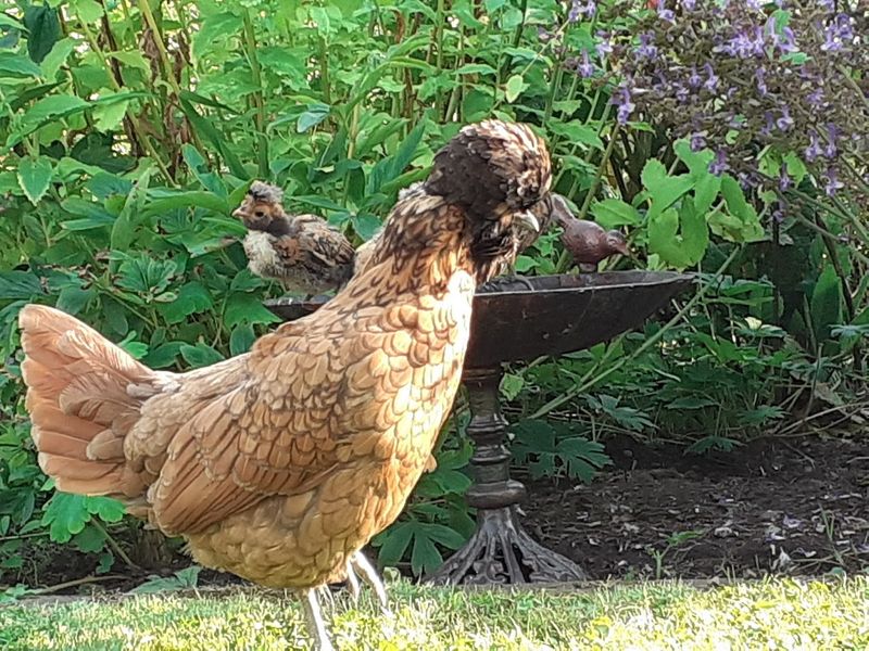 We have some lovely, friendly, free range hens who might well befriend you over lunch during summer workshops! . 