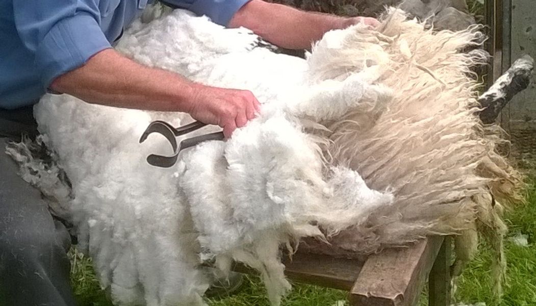 Shearing the fleece