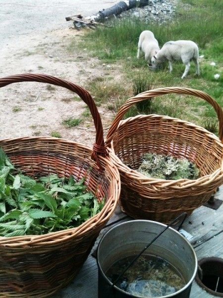 Foraging for dye plants, Wild Rose Escapes, Craft Retreats, Highlands, Scotland